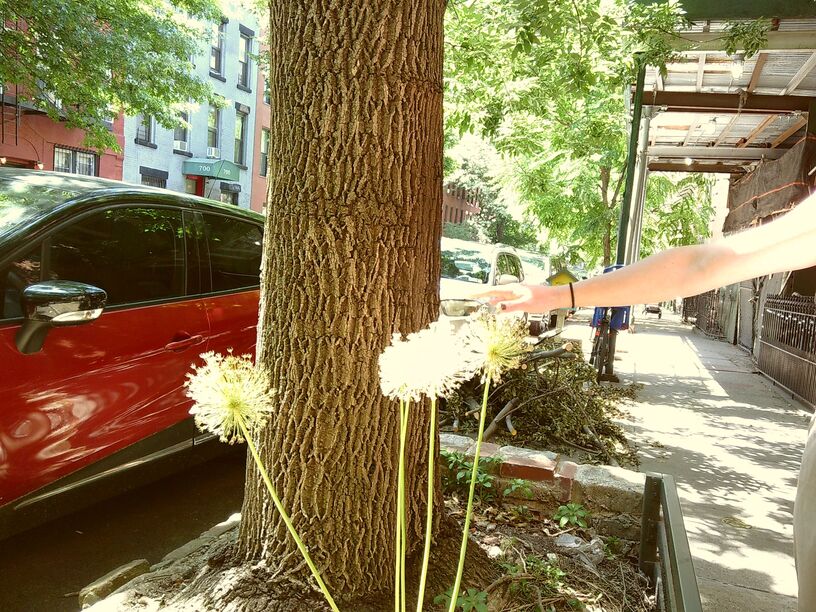 Sidewalk Bloom