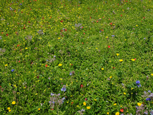 Midday Pollen Rush